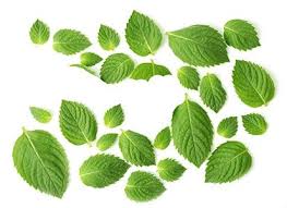 benefits of mint